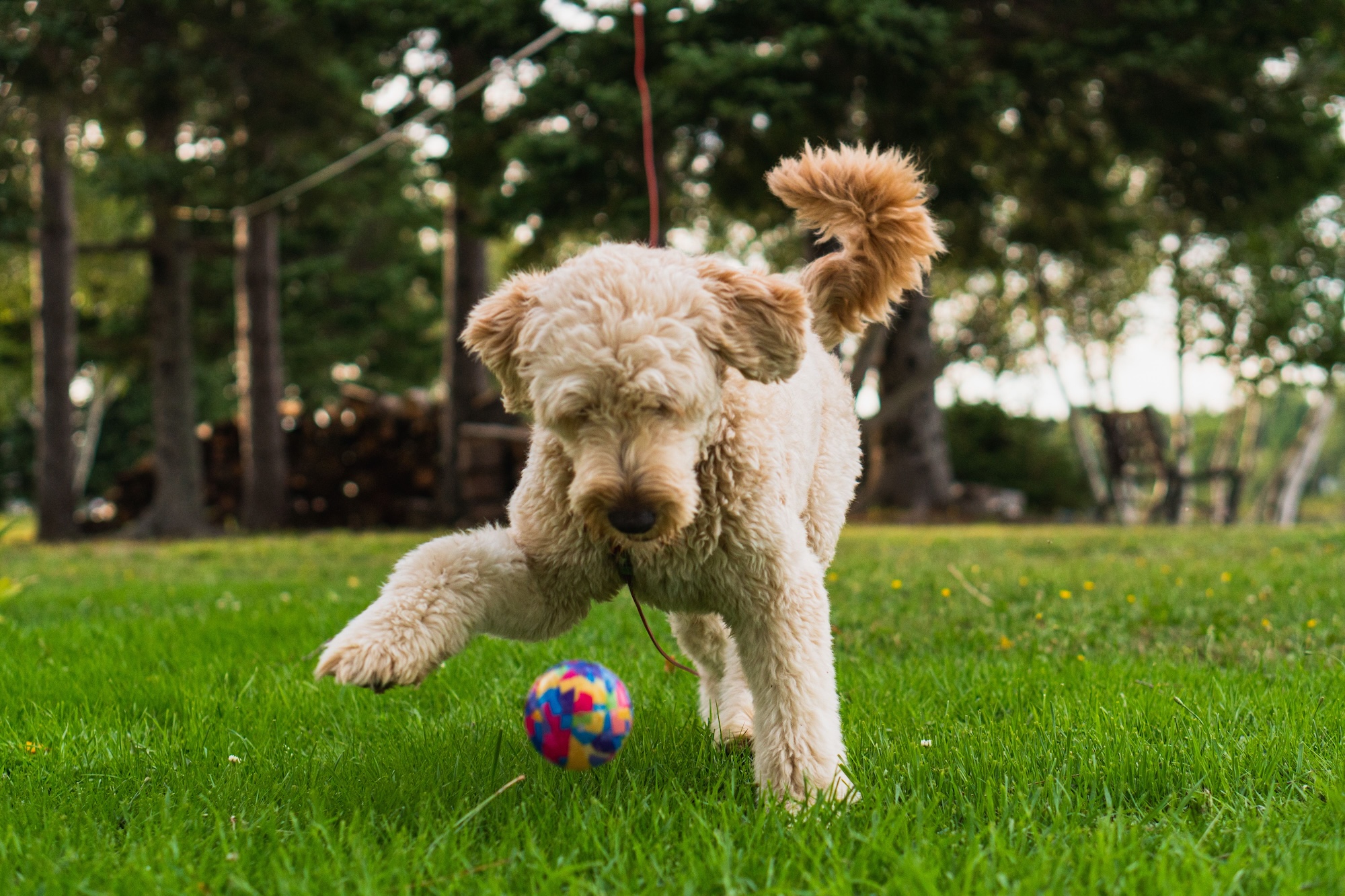 Fluffy light-colored dog chasing a colorful ball across a green grassy park.